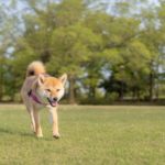 【失敗を嫌がる飼い主必見】柴犬の体臭対策方法と効果的な消臭グッズ