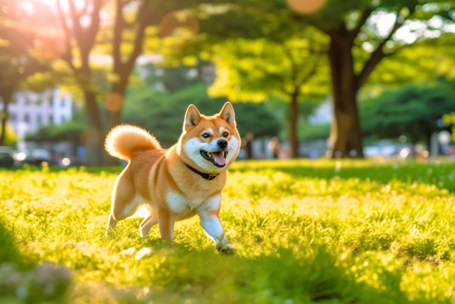 柴犬のおなら臭いに悩む飼い主必見！効果的な対処法