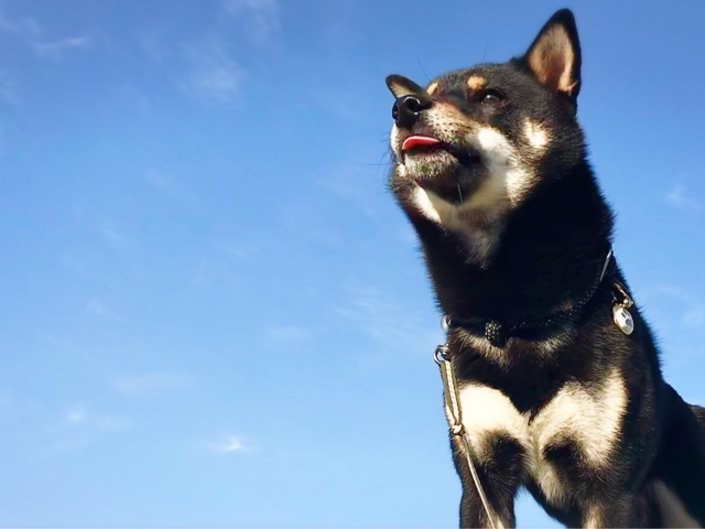 【専門家による解説】柴犬の健康状態を改善するための実践的なアドバイス