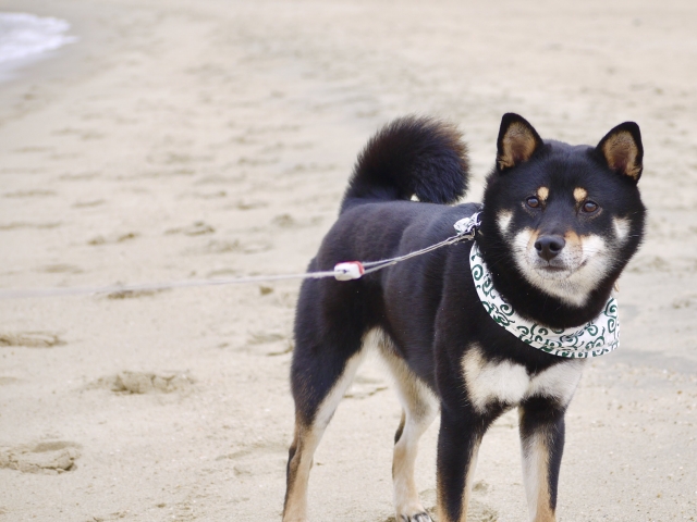 【成功間違いなし】柴犬の臭い対策で飼い主の自信を高める方法