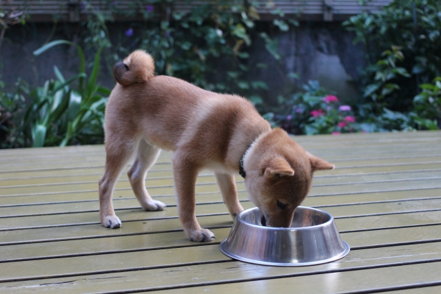 臭い悩みにサヨナラ！効果抜群の柴犬消臭テクニック