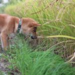 柴犬の臭いで悩んでいる方へのお役立ち情報！シャンプーで解決しましょう