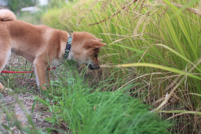 柴犬の臭いで悩んでいる方へのお役立ち情報！シャンプーで解決しましょう