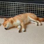 デオドラントだけじゃ不十分！夏の柴犬臭対策に必須なアイテムとは？