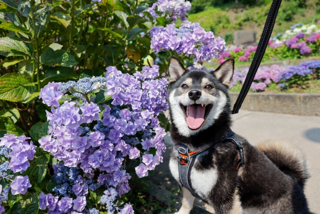 柴犬の臭いに悩む飼い主必読！失敗しない消臭シャンプーの選び